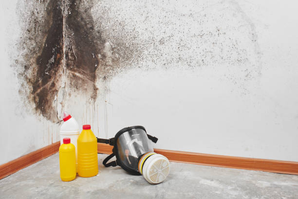 Best Post-Flood Mold Remediation in Middlesex, NJ