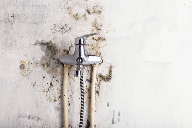 Best Mold Testing and Inspection Services in Middlesex, NJ