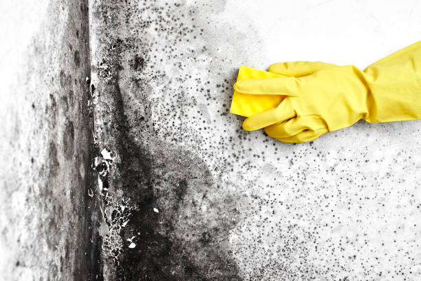 Best Basement Mold Remediation in Middlesex, NJ