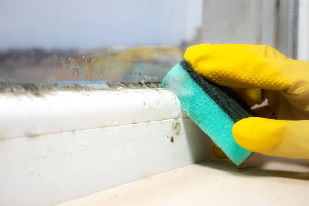 Best White Mold Remediation in Middlesex, NJ