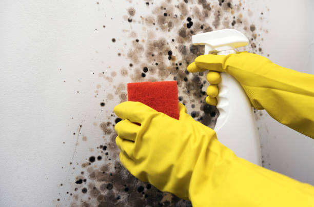 Best Crawl Space Mold Remediation in Middlesex, NJ