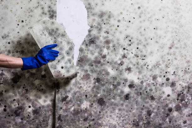 Best Post-Flood Mold Remediation in Middlesex, NJ