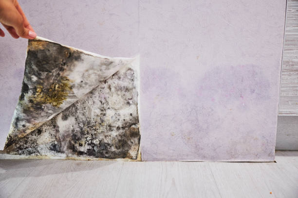 Best White Mold Remediation in Middlesex, NJ